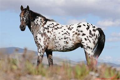 cheval